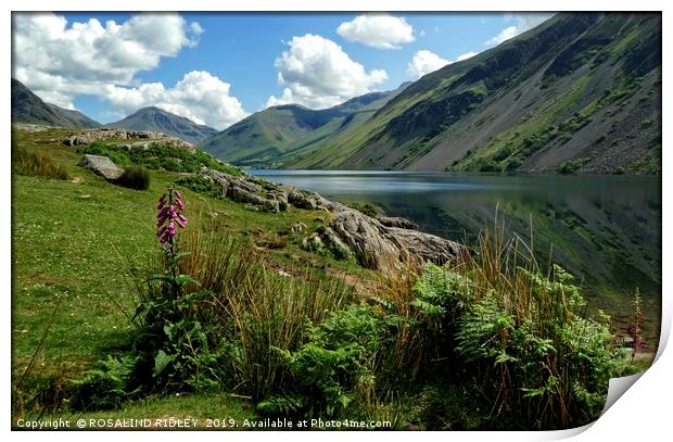 "Foxglove and reflections at Wastwater" Print by ROS RIDLEY