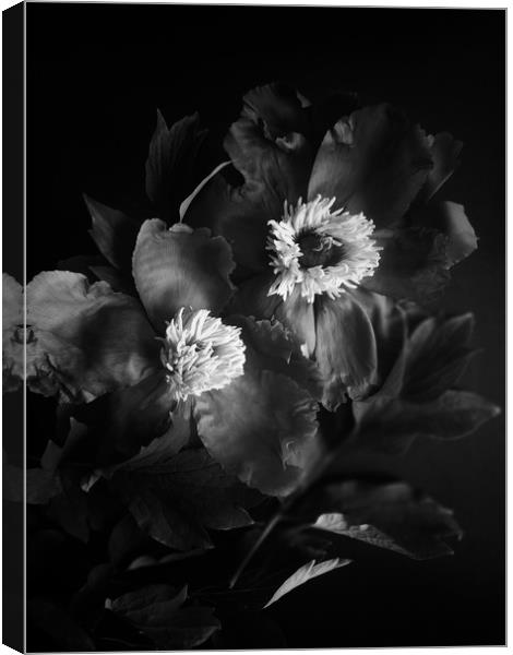 Black peonies flowers Canvas Print by Larisa Siverina