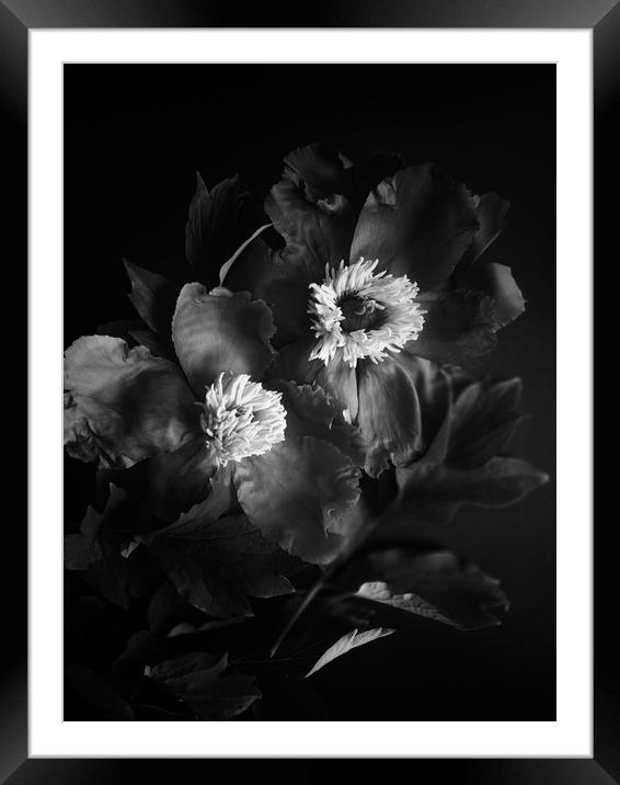 Black peonies flowers Framed Mounted Print by Larisa Siverina