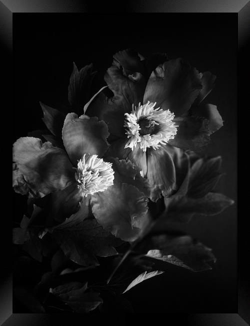Black peonies flowers Framed Print by Larisa Siverina