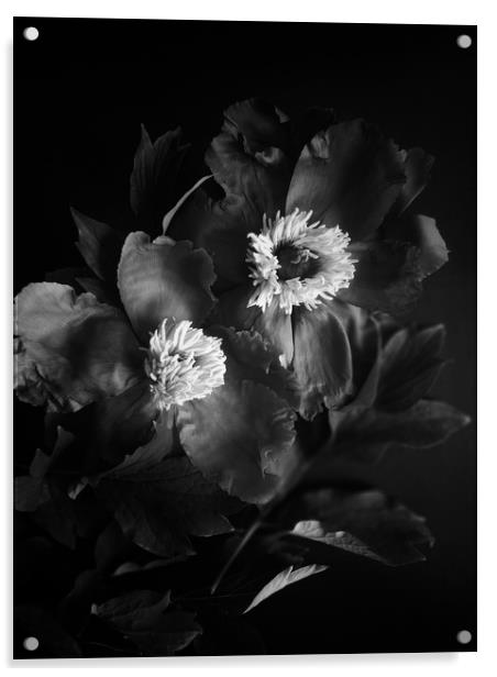 Black peonies flowers Acrylic by Larisa Siverina
