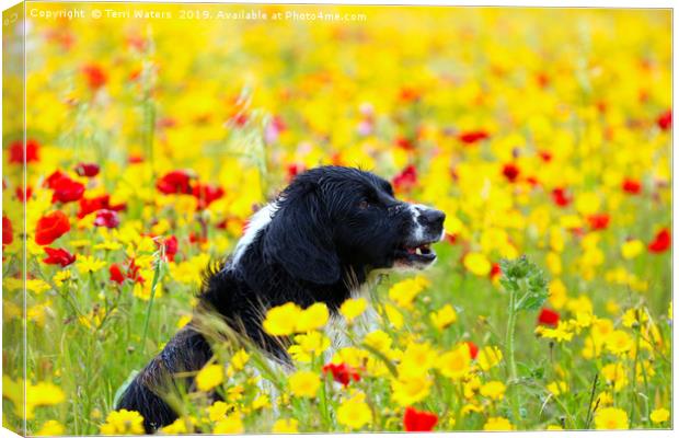 Happy Dog in the Flowers Canvas Print by Terri Waters