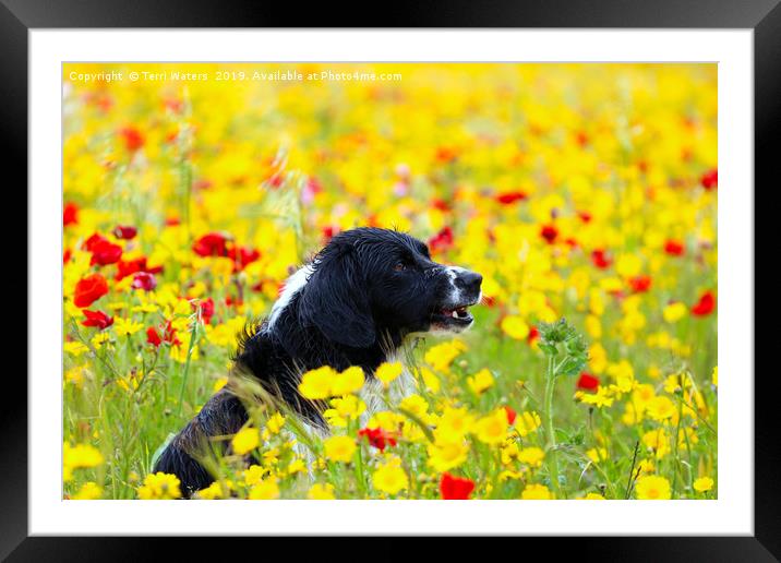 Happy Dog in the Flowers Framed Mounted Print by Terri Waters
