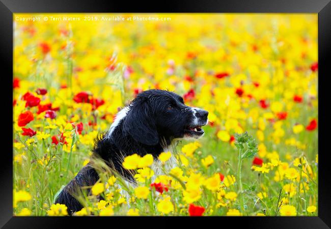 Happy Dog in the Flowers Framed Print by Terri Waters