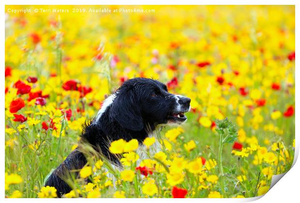 Happy Dog in the Flowers Print by Terri Waters