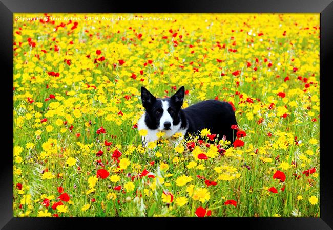 Dog in the Flowers Framed Print by Terri Waters