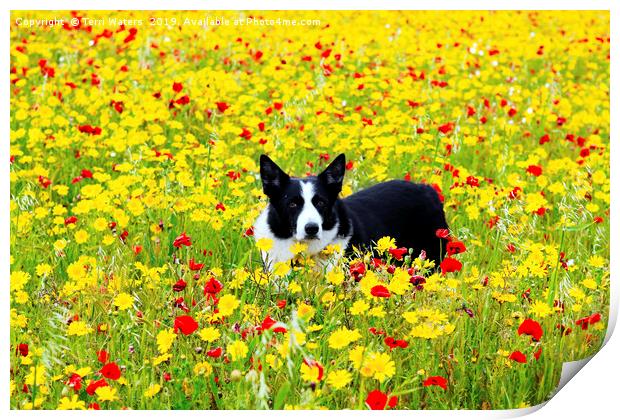 Dog in the Flowers Print by Terri Waters