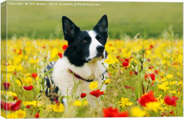 Dog Sitting Pretty in the Flowers Canvas Print by Terri Waters