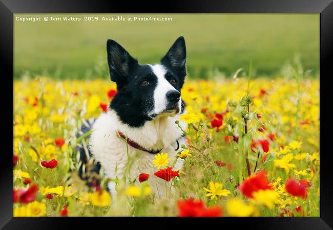 Dog Sitting Pretty in the Flowers Framed Print by Terri Waters