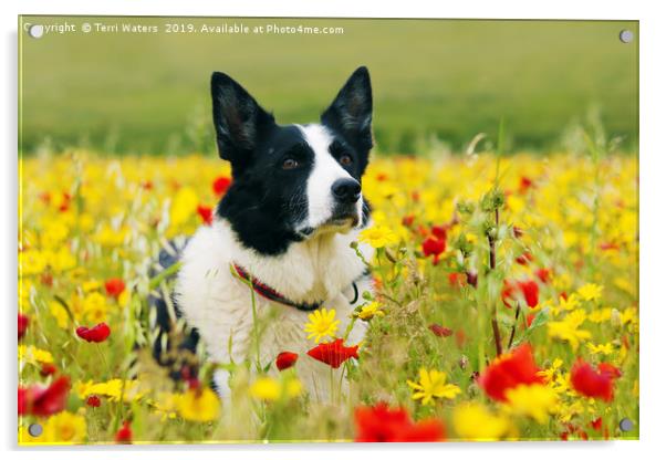 Dog Sitting Pretty in the Flowers Acrylic by Terri Waters