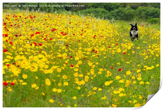 This Is Fun Print by Terri Waters