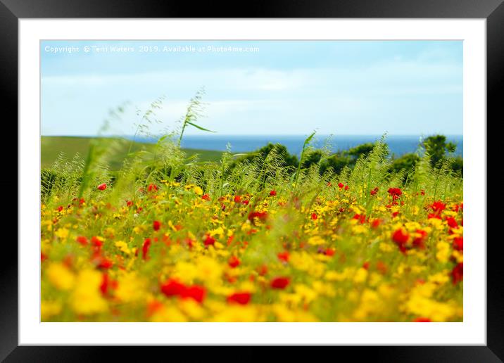 Seaside Flower Field Framed Mounted Print by Terri Waters