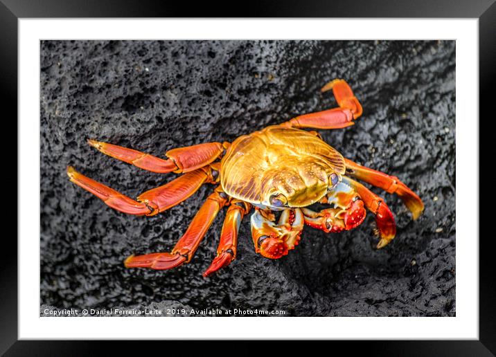 Colored Crab at Galapagos Island Framed Mounted Print by Daniel Ferreira-Leite