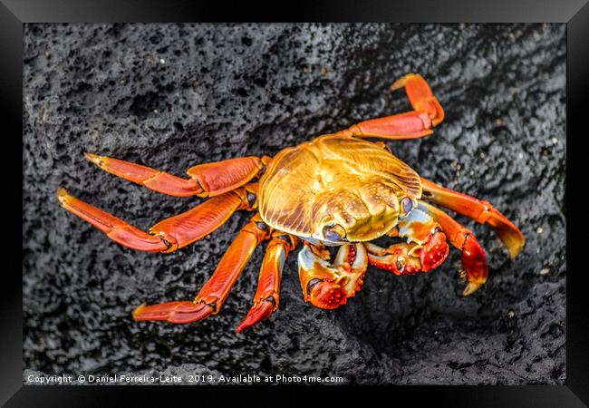 Colored Crab at Galapagos Island Framed Print by Daniel Ferreira-Leite
