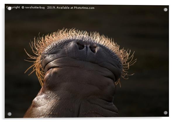 Walrus Whiskers Acrylic by rawshutterbug 