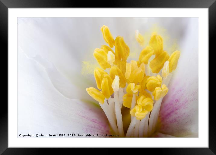 Philadelphus flower extreme close up with pollen Framed Mounted Print by Simon Bratt LRPS