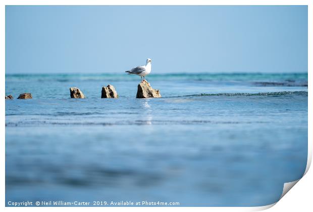 Dorset coat as Seagull watches on Print by Neil William-Carter