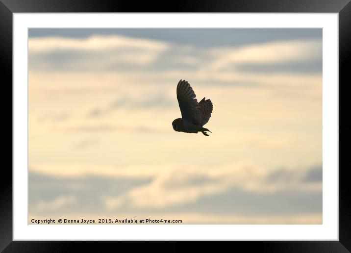Barn Owl at Sunset Framed Mounted Print by Donna Joyce