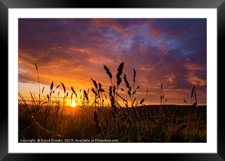 Sunset through the wheat Framed Mounted Print by David Oxtaby  ARPS
