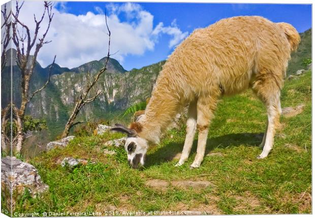 Andean llama eating grass Canvas Print by Daniel Ferreira-Leite
