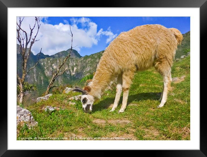 Andean llama eating grass Framed Mounted Print by Daniel Ferreira-Leite