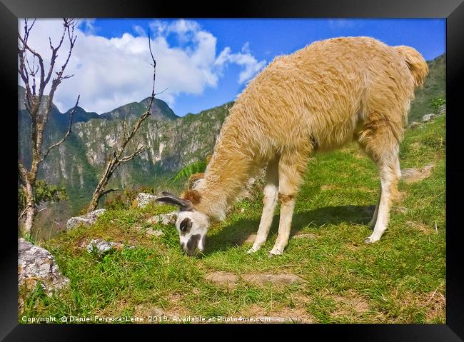 Andean llama eating grass Framed Print by Daniel Ferreira-Leite