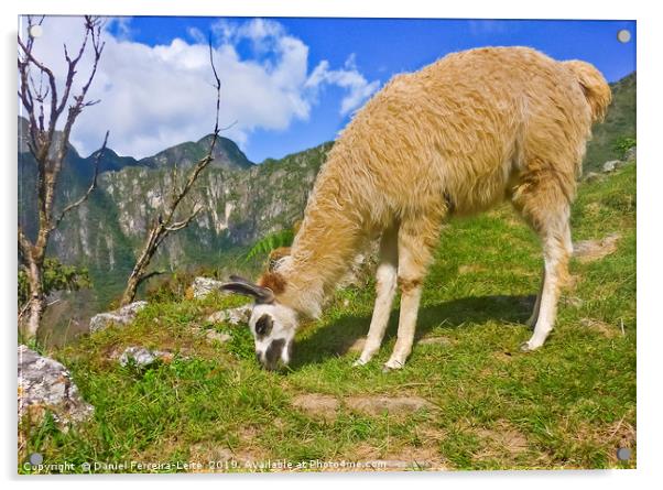 Andean llama eating grass Acrylic by Daniel Ferreira-Leite