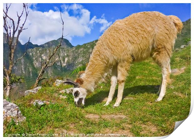 Andean llama eating grass Print by Daniel Ferreira-Leite