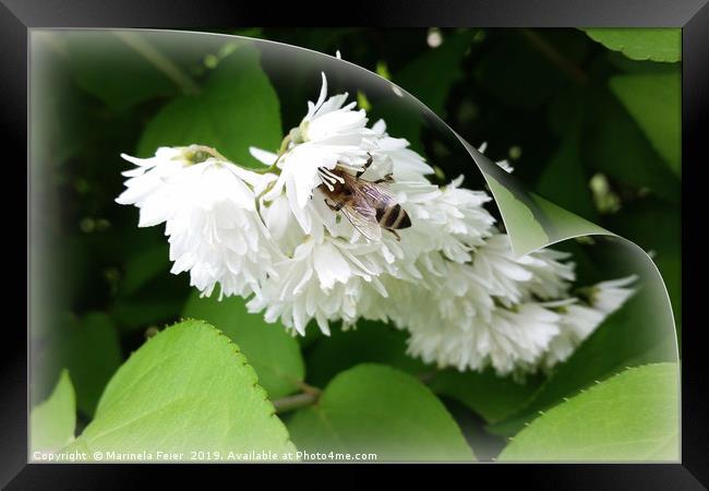 A bee on one page Framed Print by Marinela Feier