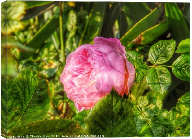 A single pink rose flower in hdr          Canvas Print by Cherise Man