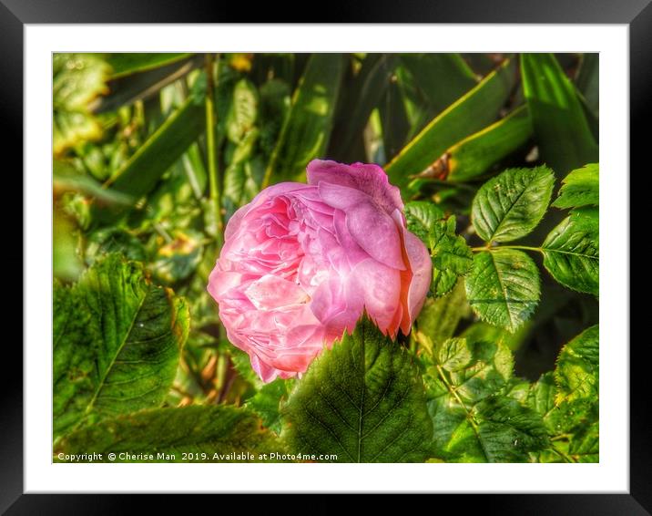 A single pink rose flower in hdr          Framed Mounted Print by Cherise Man
