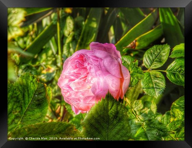 A single pink rose flower in hdr          Framed Print by Cherise Man