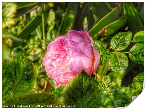A single pink rose flower in hdr          Print by Cherise Man