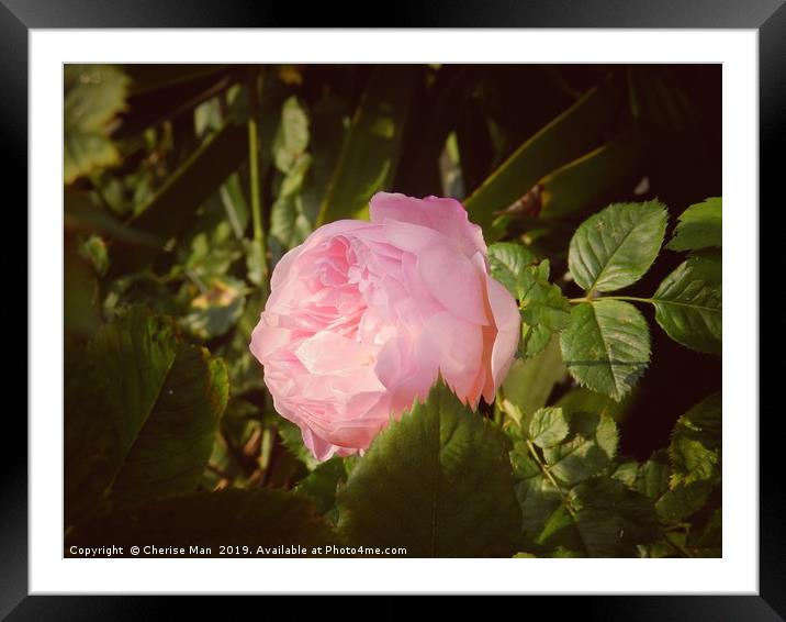 A vintage single pink rose flower         Framed Mounted Print by Cherise Man