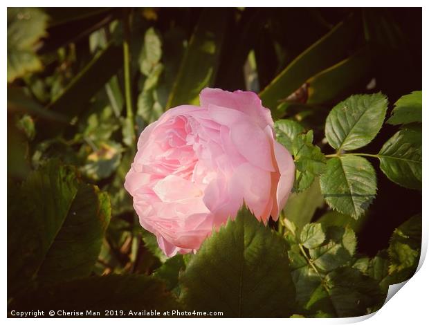 A vintage single pink rose flower         Print by Cherise Man