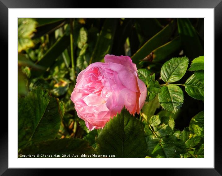 A single pink rose flower Framed Mounted Print by Cherise Man