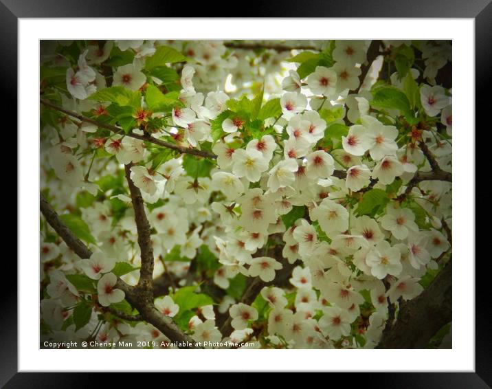Flowering cherry blossom tree Framed Mounted Print by Cherise Man