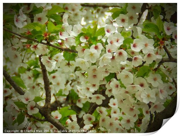 Flowering cherry blossom tree Print by Cherise Man