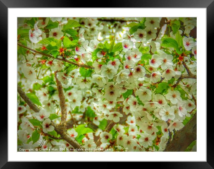 Flowering cherry blossom tree hd Framed Mounted Print by Cherise Man