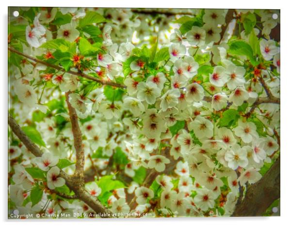 Flowering cherry blossom tree hd Acrylic by Cherise Man