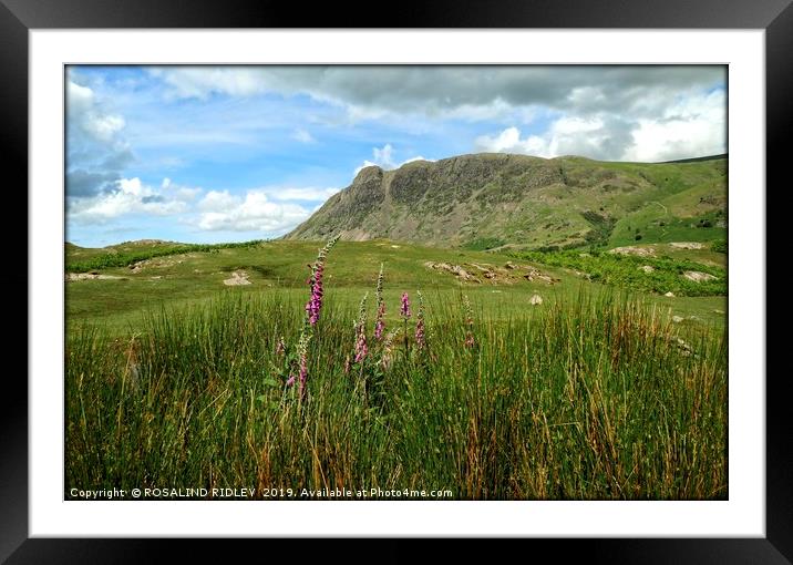 "Bronzing grasses and foxgloves  at Wasdale" Framed Mounted Print by ROS RIDLEY