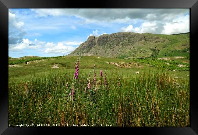 "Bronzing grasses and foxgloves  at Wasdale" Framed Print by ROS RIDLEY