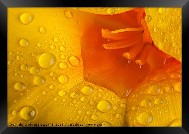 Poppy flower macro with water droplets Framed Print by Simon Bratt LRPS
