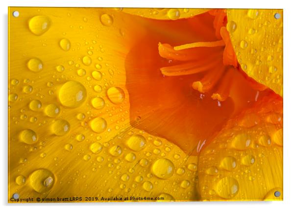 Poppy flower macro with water droplets Acrylic by Simon Bratt LRPS