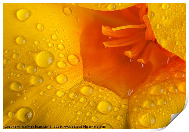Poppy flower macro with water droplets Print by Simon Bratt LRPS