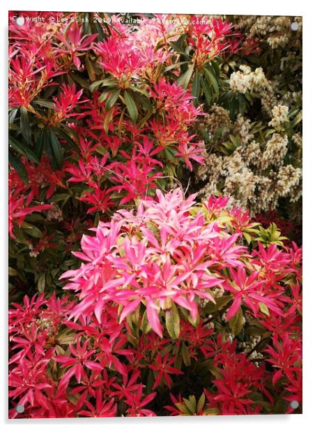 Pieris Floribunda - Forest Flame shrub Acrylic by Lee Sulsh