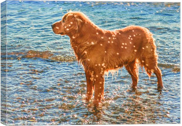 Dog at Shore of Beach Canvas Print by Daniel Ferreira-Leite