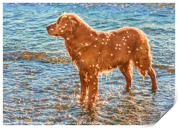 Dog at Shore of Beach Print by Daniel Ferreira-Leite