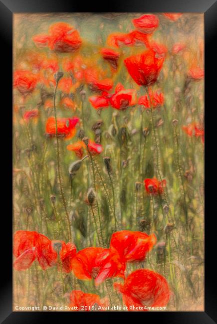 Summer Poppy's Art Framed Print by David Pyatt