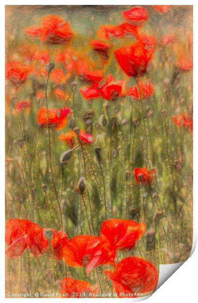 Summer Poppy's Art Print by David Pyatt
